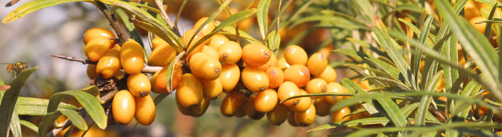 Bio-Sanddorn-Produkte aus Deutschland